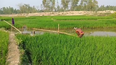 lalmonirhat_farmer-03.jpg