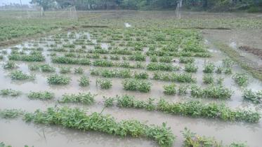 patuakhali_pic-_277_10.05.22.jpg
