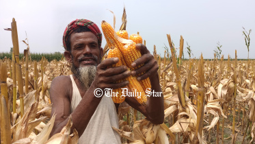 lalmonirhat_maize.jpg