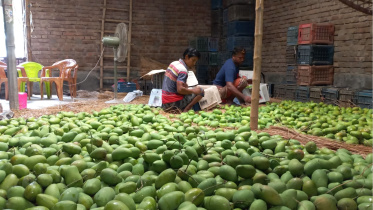 rajshahi mango