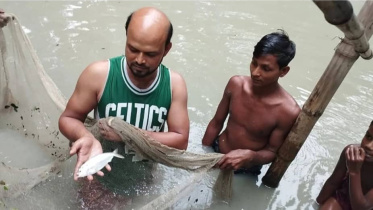 পুকুরে ইলিশ