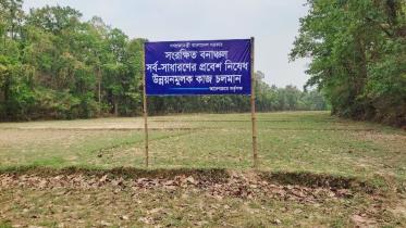 tangail_forest_story_picture-1.jpg