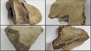 ডাইনোসর ফসিল