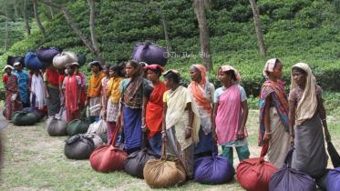 চা-শ্রমিক