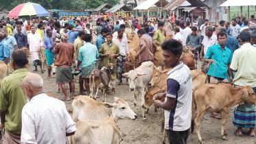 lalmonirhat_cattle_market-04.jpg
