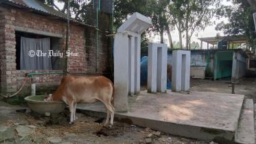 ৪ বছর ধরে স্কুলের শহিদ মিনারে গরু পালন করছেন তিনি