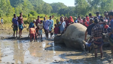 netrokona_elephant.jpg