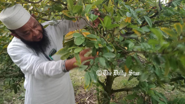 প্রচলিত কৃষির ধারণা