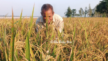ধানের দাম : ধানের বাজারদরে খুশি লালমনিরহাটের কৃষক।