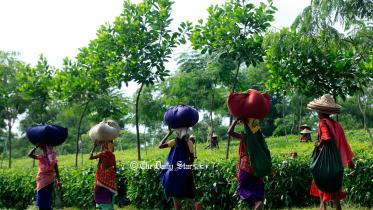 চা-শ্রমিকদের বর্ধিত মজুরির বকেয়া