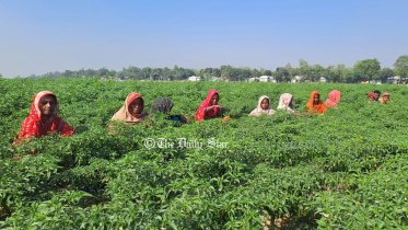 মরিচের দাম কম