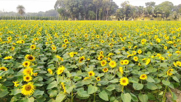 সূর্যমুখীর বাগান