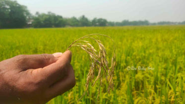 ধানে ব্লাস্ট রোগ