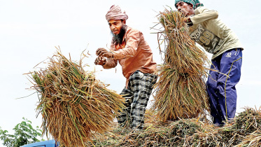 বোরো মৌসুম, ধান, কৃষক,