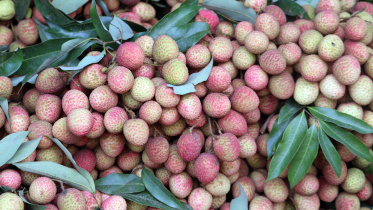 প্রথমবারের মতো ফ্রান্সে যাচ্ছে দিনাজপুরের লিচু