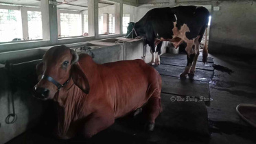 কোরবানির গরুর দাম
