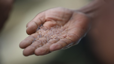 মাছের ডিম.jpg