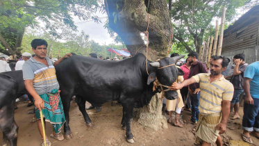 গরুর বাজার
