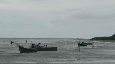 চিংড়ির পোনা