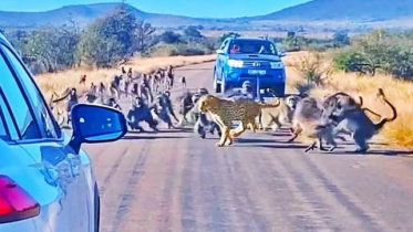 শিকারী যখন শিকার--চিতাবাঘকে ধাওয়া করছে বেবুন। ছবি: ভিডিও থেকে নেওয়া স্ক্রিণশট