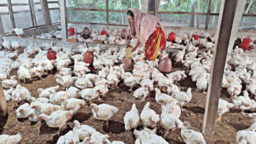 পোল্ট্রি ফিডের দাম