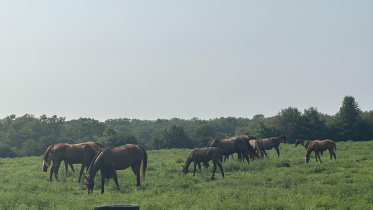 সামার, ফল, উইন্টার অ্যান্ড...স্প্রিং