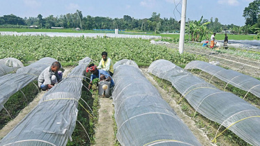 সবজি চাষ, সবজি, বগুড়া, সবজি চারা, কৃষি সম্প্রসারণ অধিদপ্তর, শীতকালীন সবজি চাষ, ডলার সংকট, বীজ,