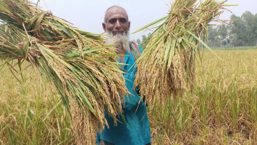 ধান উৎপাদন