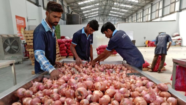 পেঁয়াজ, ভারতীয় পেঁয়াজ, ভারত, রপ্তানি,