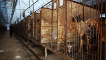 দক্ষিণ কোরিয়ার একটি কুকুরের খামারে খাঁচায় আটক কুকুর। ছবি: রয়টার্স