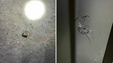 শ্রীপুরে আ. লীগ নেতার বাড়িতে হামলা, ৩ রাউন্ড গুলি উদ্ধার