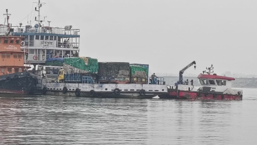 ফেরি ক্যামেলিয়া