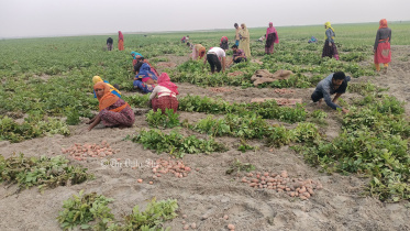 তিস্তার চর