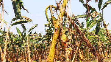 পাবনায় কলাচাষ ব্যাহত