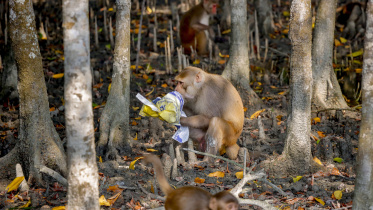 khulna_monkey_3.jpg