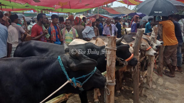 গরুর হাট