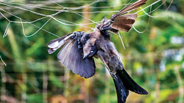 নিসর্গসখা দ্বিজেন শর্মা লিখেছিলেন, ‘ফুল ও পাখির উদয় পৃথিবীতে বলা চলে এক সঙ্গে, প্রায় ১০-১২ কোটি বছর আগে। সৌন্দর্যে, বৈচিত্র্যে উভয়ই সমতুল- তবু পাখি ছোটদের এত মন ভোলায় কেন?’