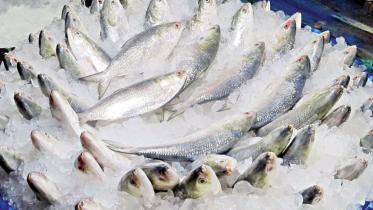 hilsa.jpg