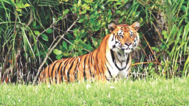 সুন্দরবন