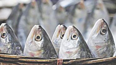 hilsa.jpg
