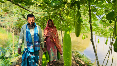 লাউ বাগানে মরজিনা বেগম ও তার স্বামী আখতারুজ্জামান। ছবি: স্টার