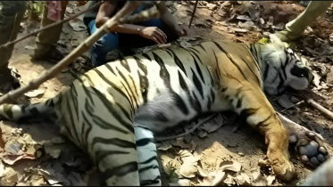 ঘুমপাড়ানি গুলি লাগার পর বাঘিনী জিনাতকে ধরা সম্ভব হয় বলে জানিয়েছে পশ্চিমবঙ্গের বনবিভাগ । ছবি: সুশান্ত মাল/ডয়চে ভেলে