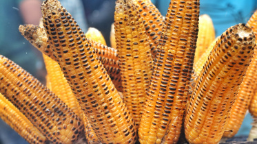 ভুট্টার 