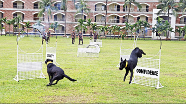 কে-৯ ইউনিটে প্রশিক্ষণরত কুকুর। ছবি: সংগৃহীত