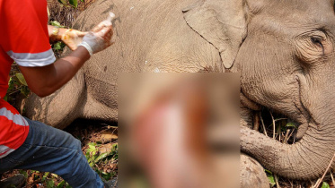 wounded_elephant_1may25.jpg
