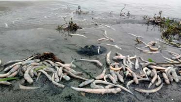 chandpur_dead_fish_16may25.jpg