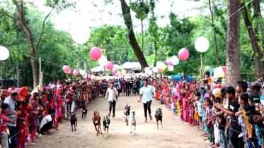 benapole-photo-goat_race_competition_draws_huge_crowd_in_jashore_-24.05.25.jpg