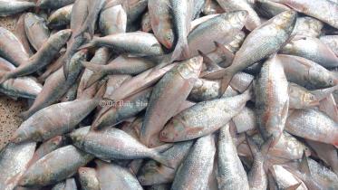 hilsha_fish.jpg