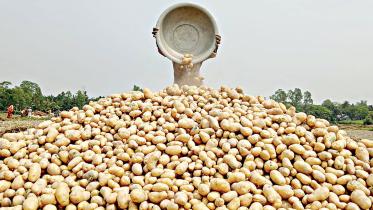 potato_19aug25.jpg
