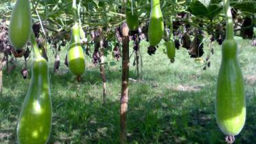 লাউয়ের পুষ্টিগুণ